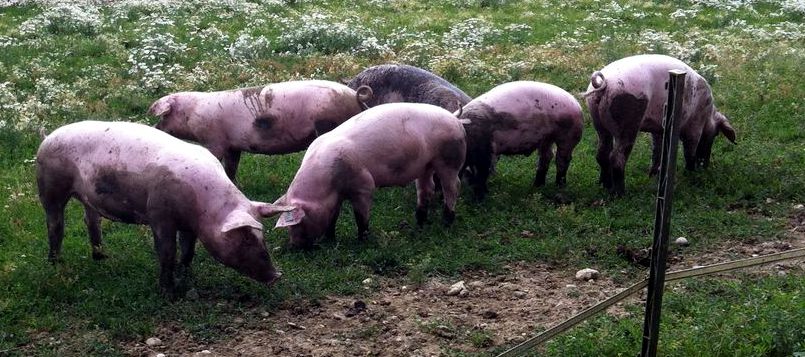 schweinefleisch bio landshut